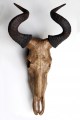 Hartenbeest 800